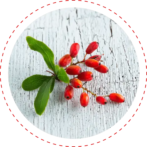 Berberine plant berries