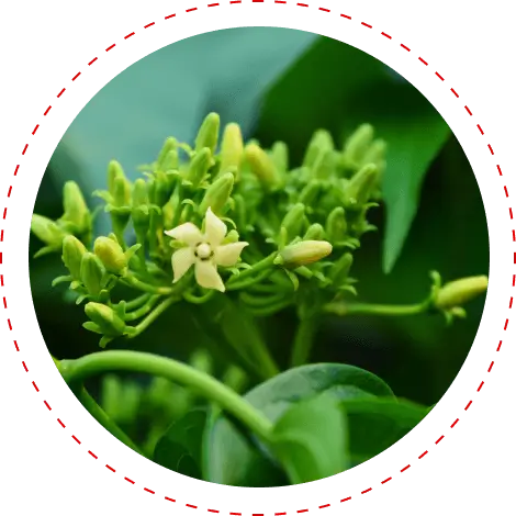 Gymnema sylvestre flowers