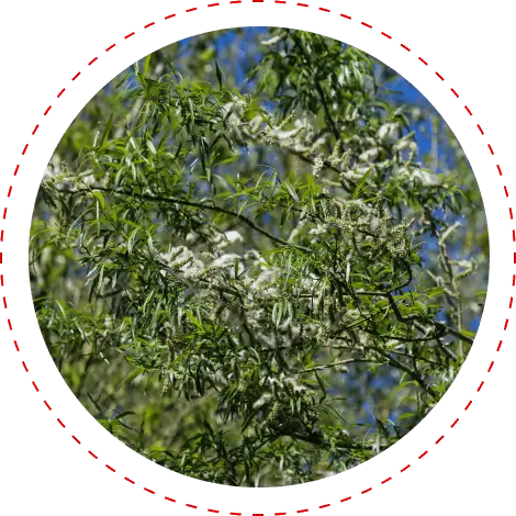 White willow bark pieces